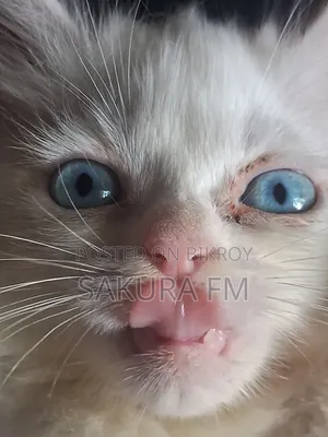 0-1 Month Female Purebred Persian Cat