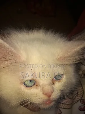 0-1 Month Female Purebred Persian Cat