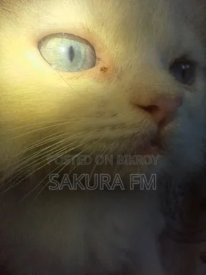 0-1 Month Female Purebred Persian Cat
