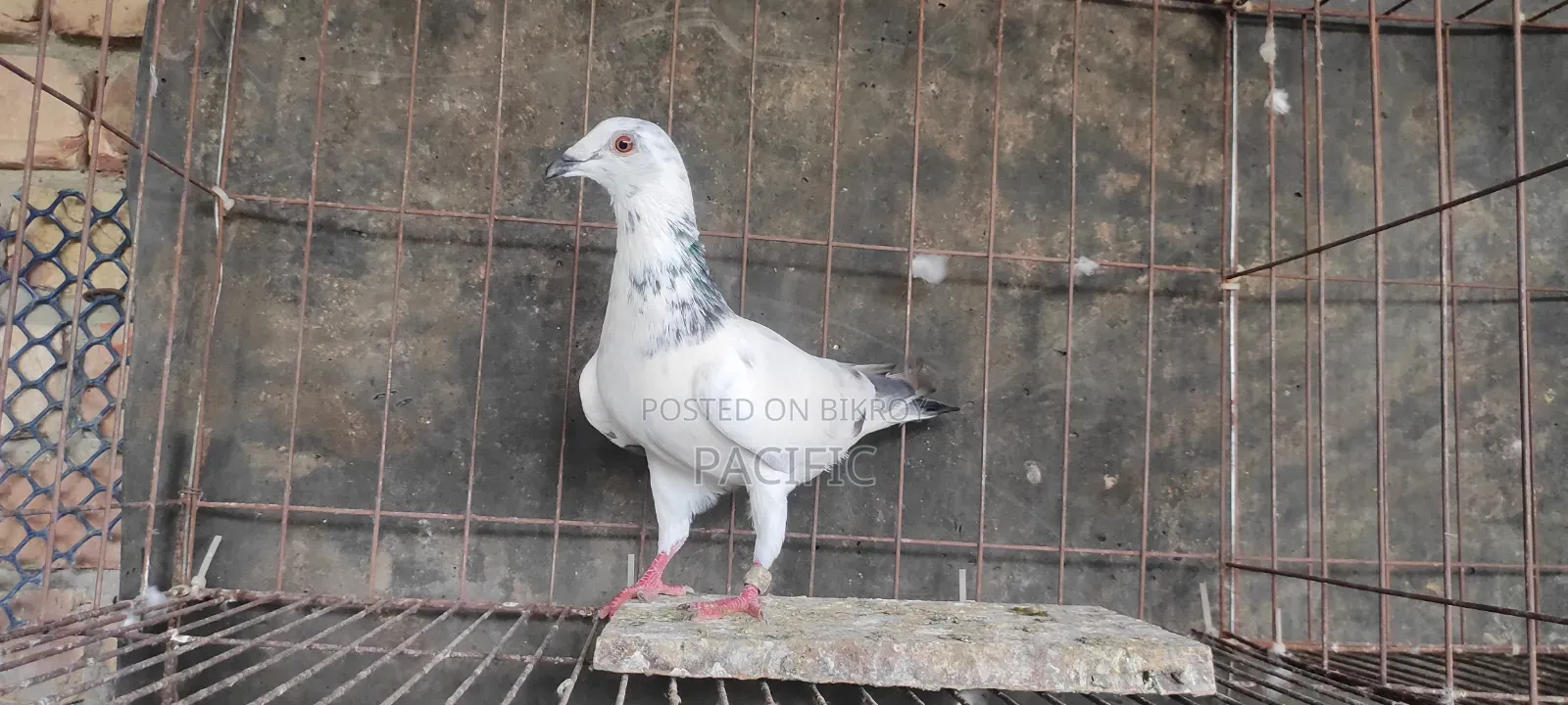 Some cocks and hens of Sabzi, Maksi, Grizel racer will be sold