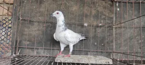 Some cocks and hens of Sabzi, Maksi, Grizel racer will be sold
