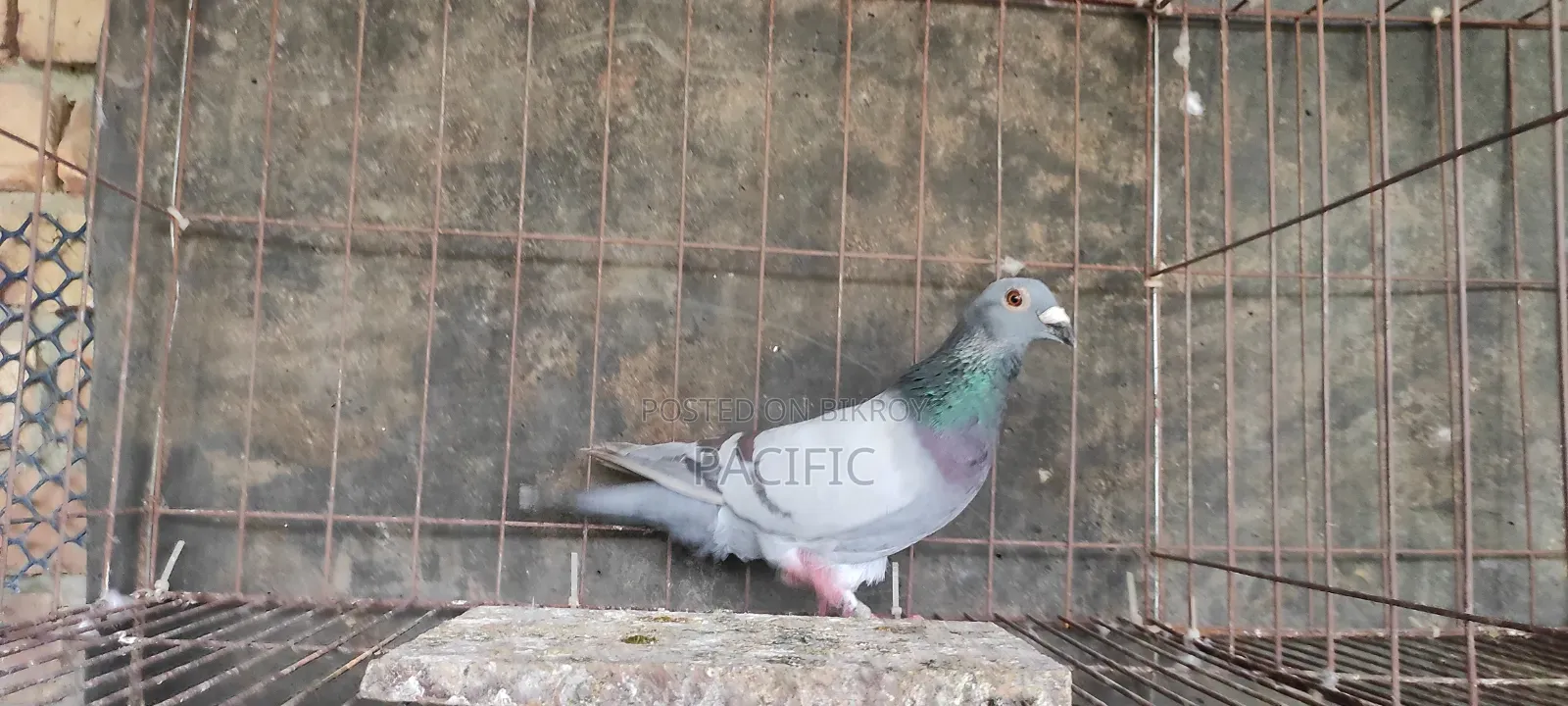 Some cocks and hens of Sabzi, Maksi, Grizel racer will be sold