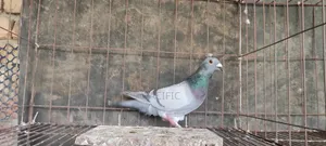 Some cocks and hens of Sabzi, Maksi, Grizel racer will be sold