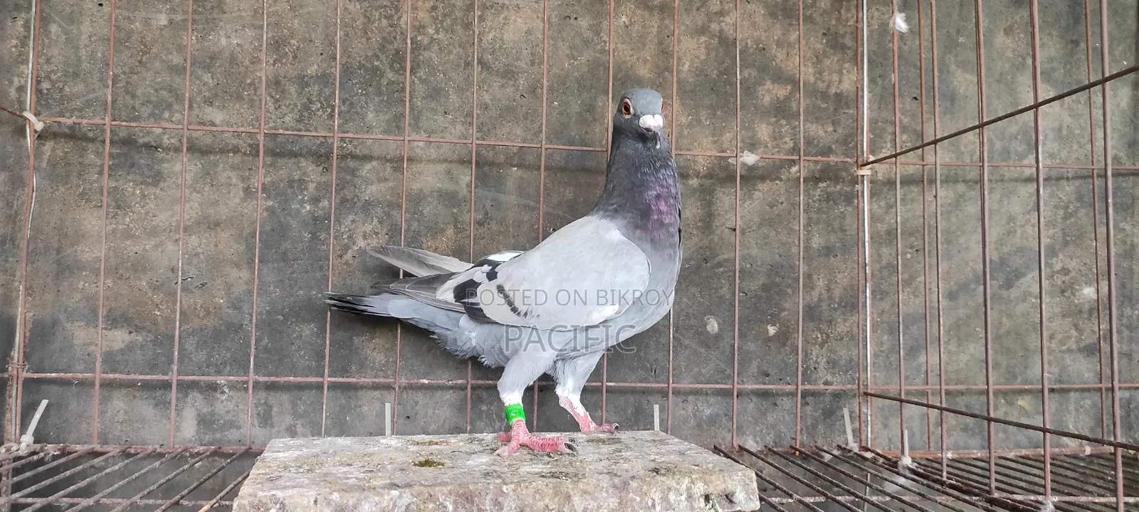 Some cocks and hens of Sabzi, Maksi, Grizel racer will be sold