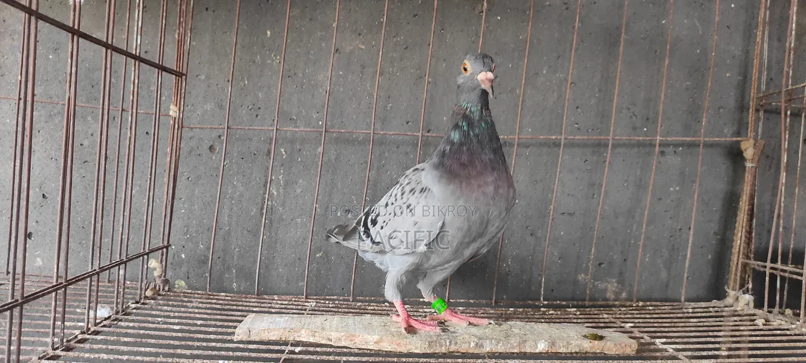 Some cocks and hens of Sabzi, Maksi, Grizel racer will be sold