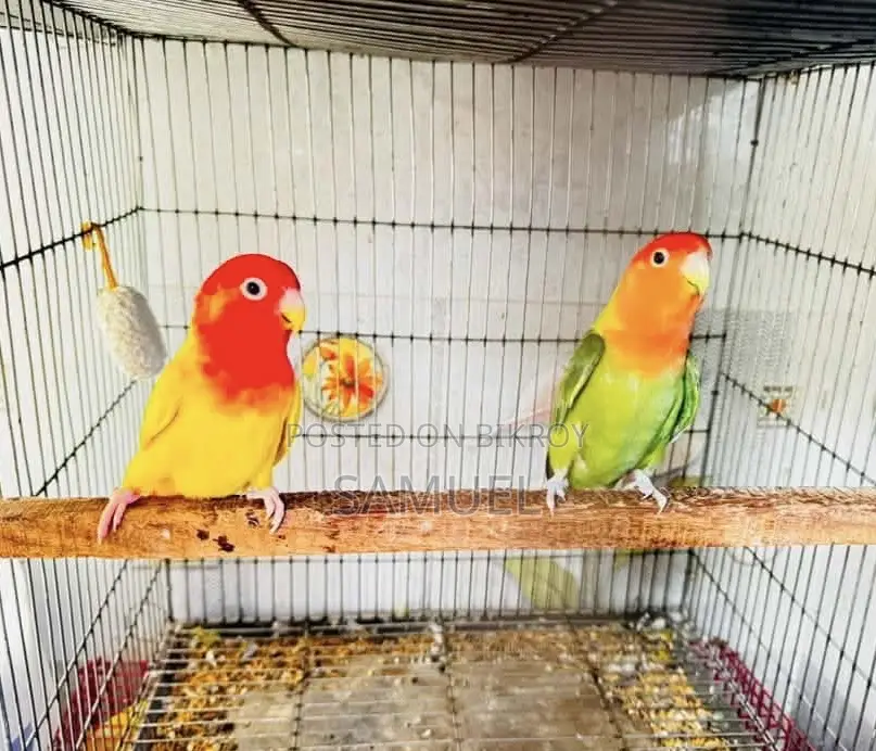 Love Bird Master Pair