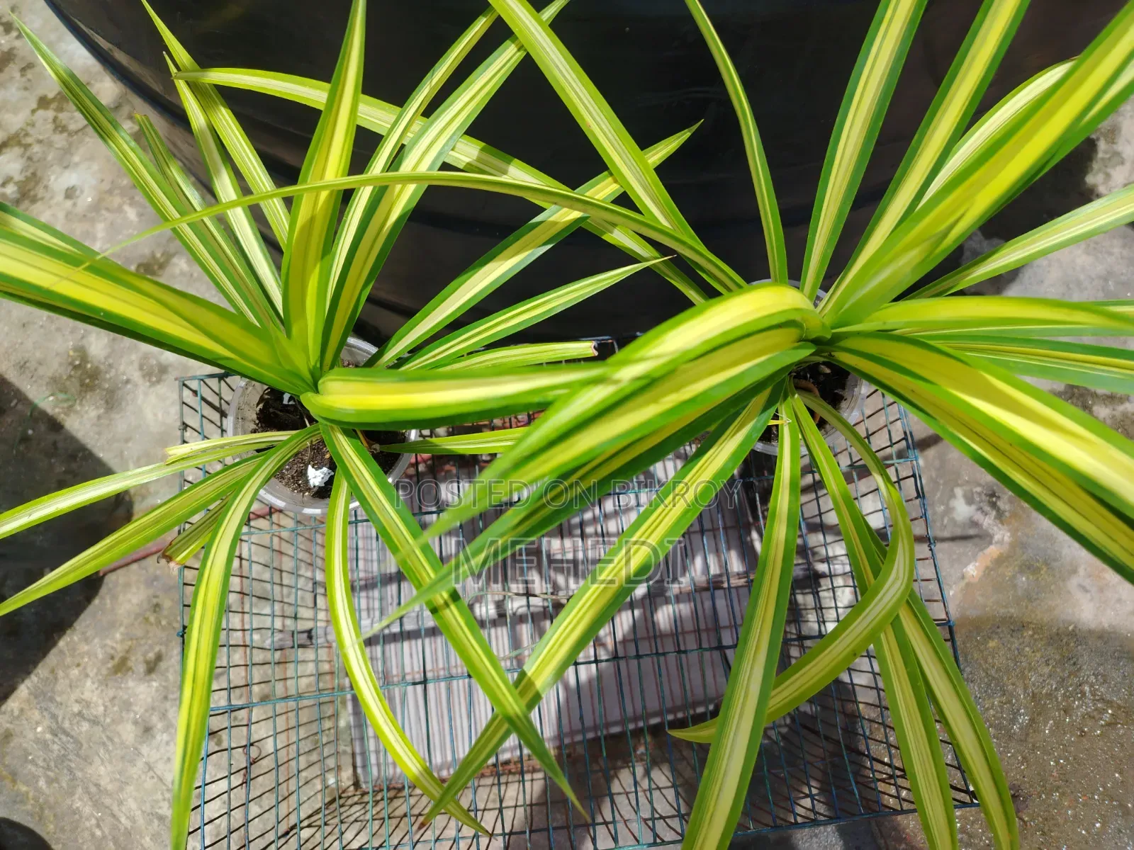 Yellow Spider Plant