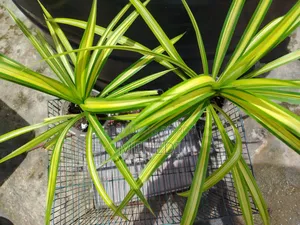 Yellow Spider Plant