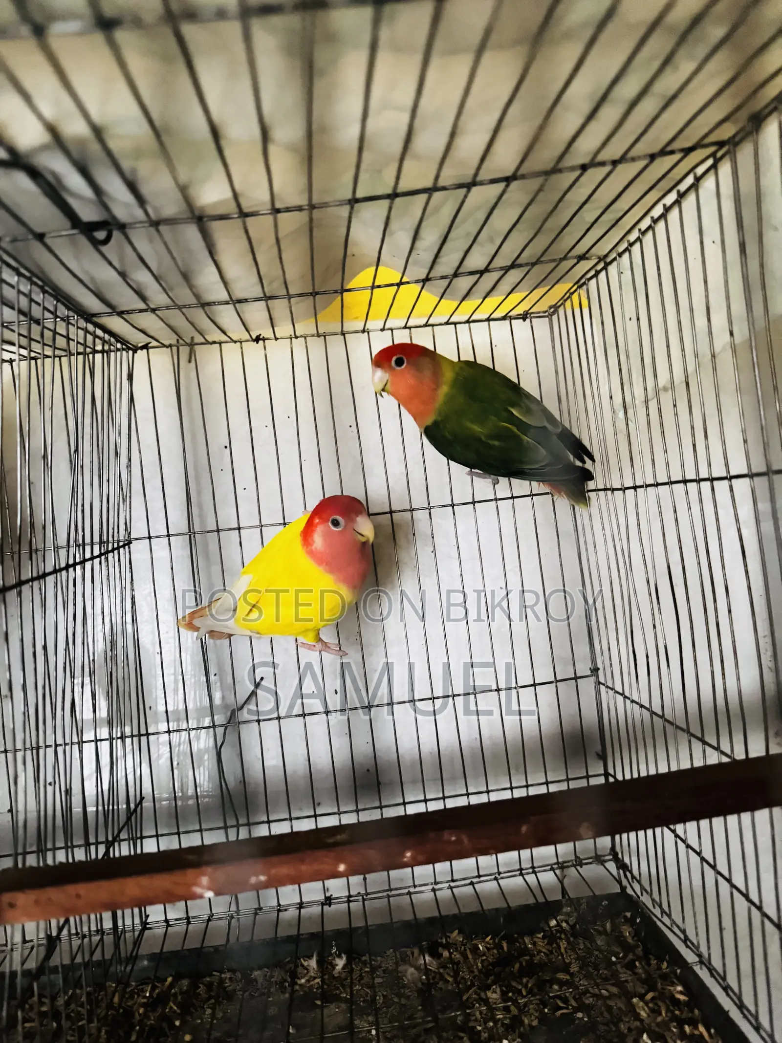 Love Bird Master Pair