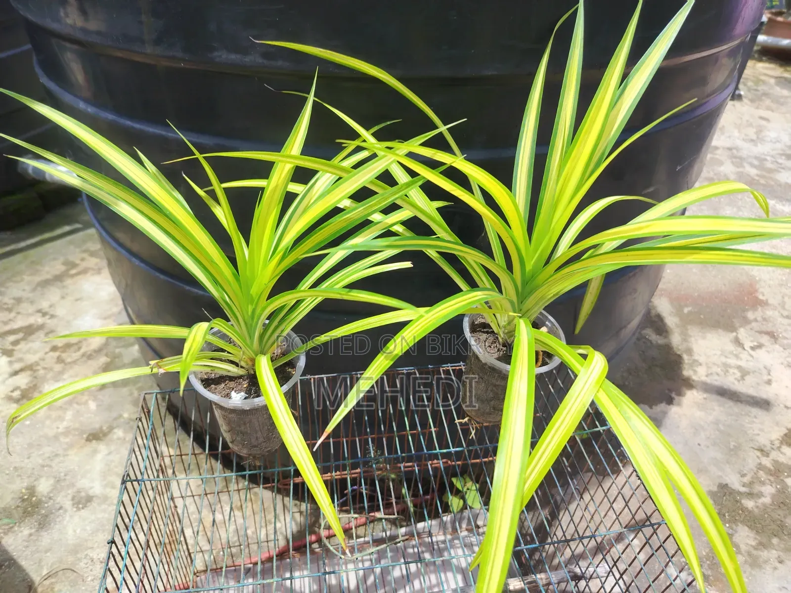 Yellow Spider Plant