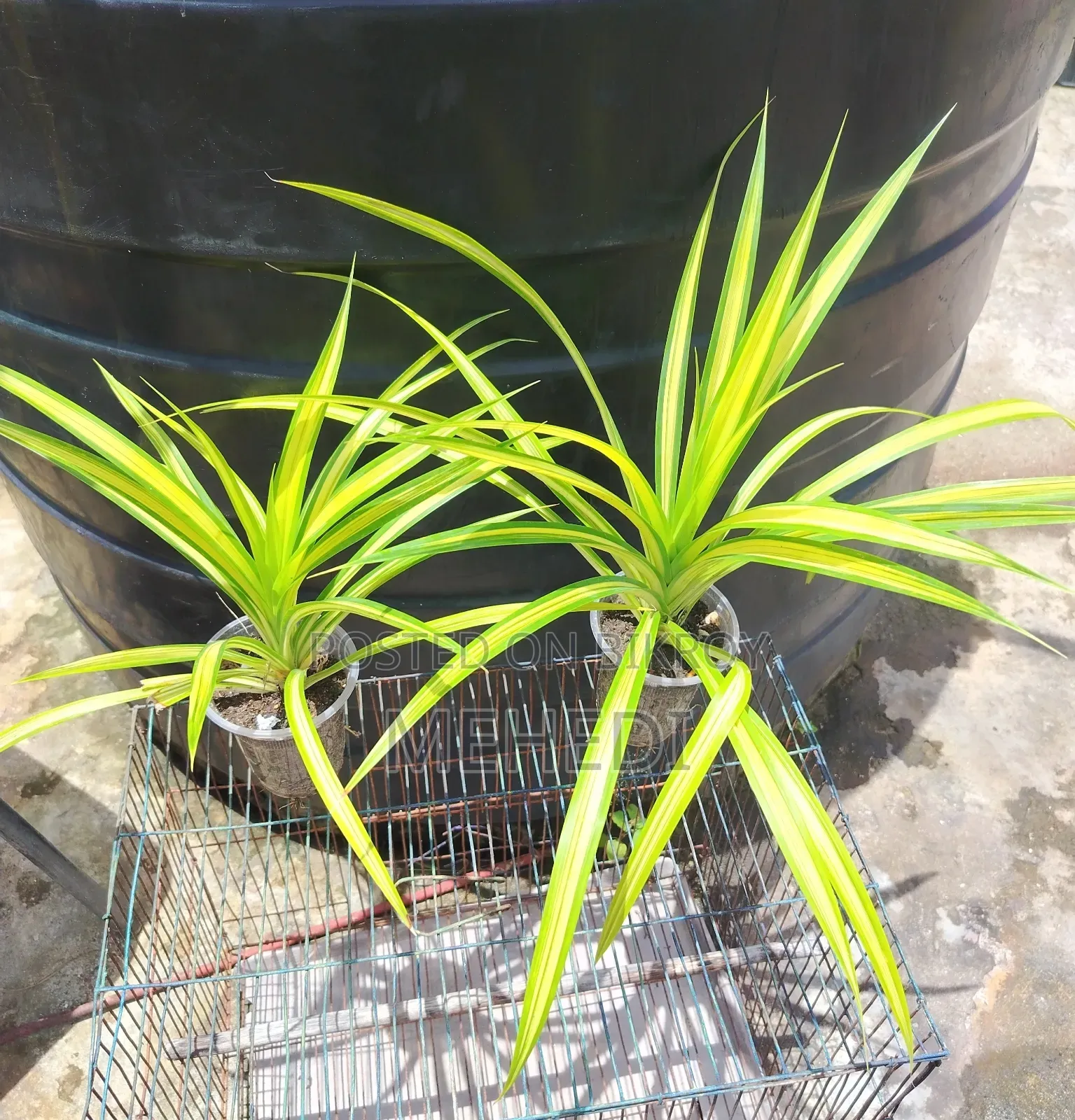 Yellow Spider Plant