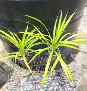 Yellow Spider Plant