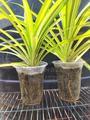 Yellow Spider Plant
