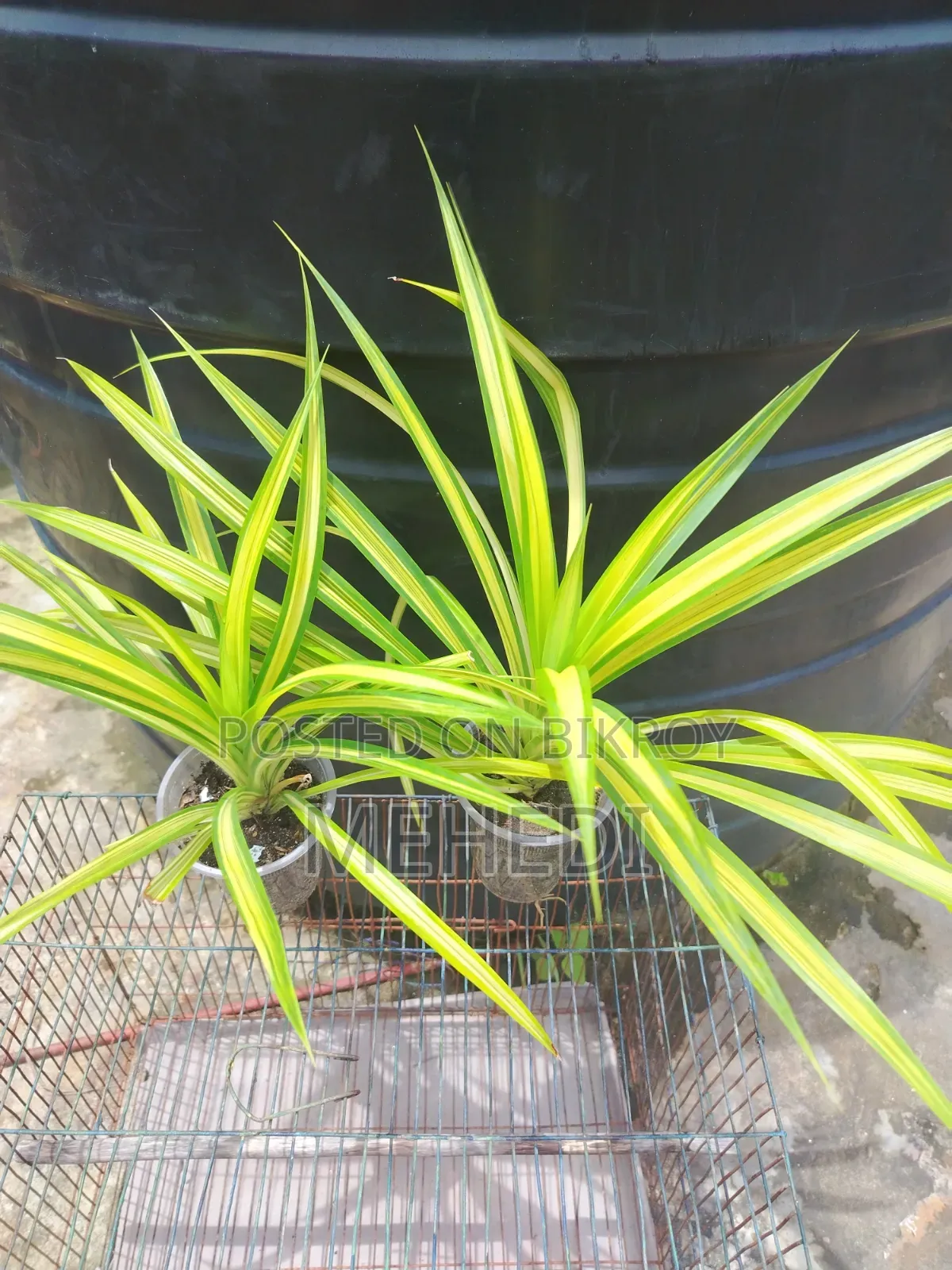 Yellow Spider Plant