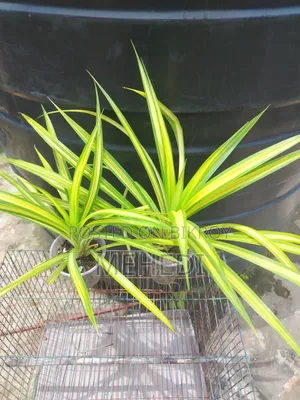 Yellow Spider Plant