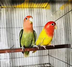 Love Bird Master Pair
