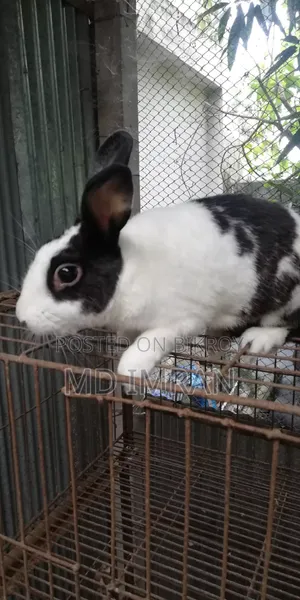 Male Rabbit