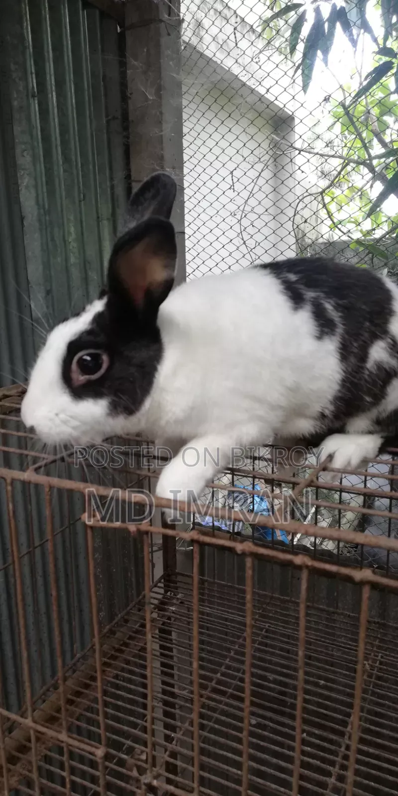 Male Rabbit
