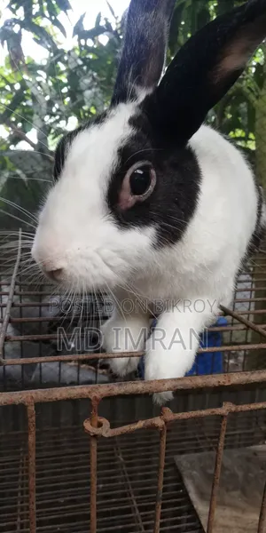 Male Rabbit