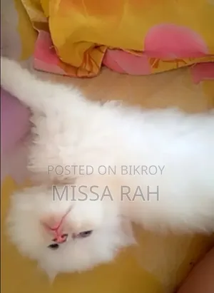 0-1 Month Female Purebred Persian