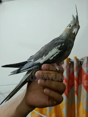 Cockatiel bird with eggs