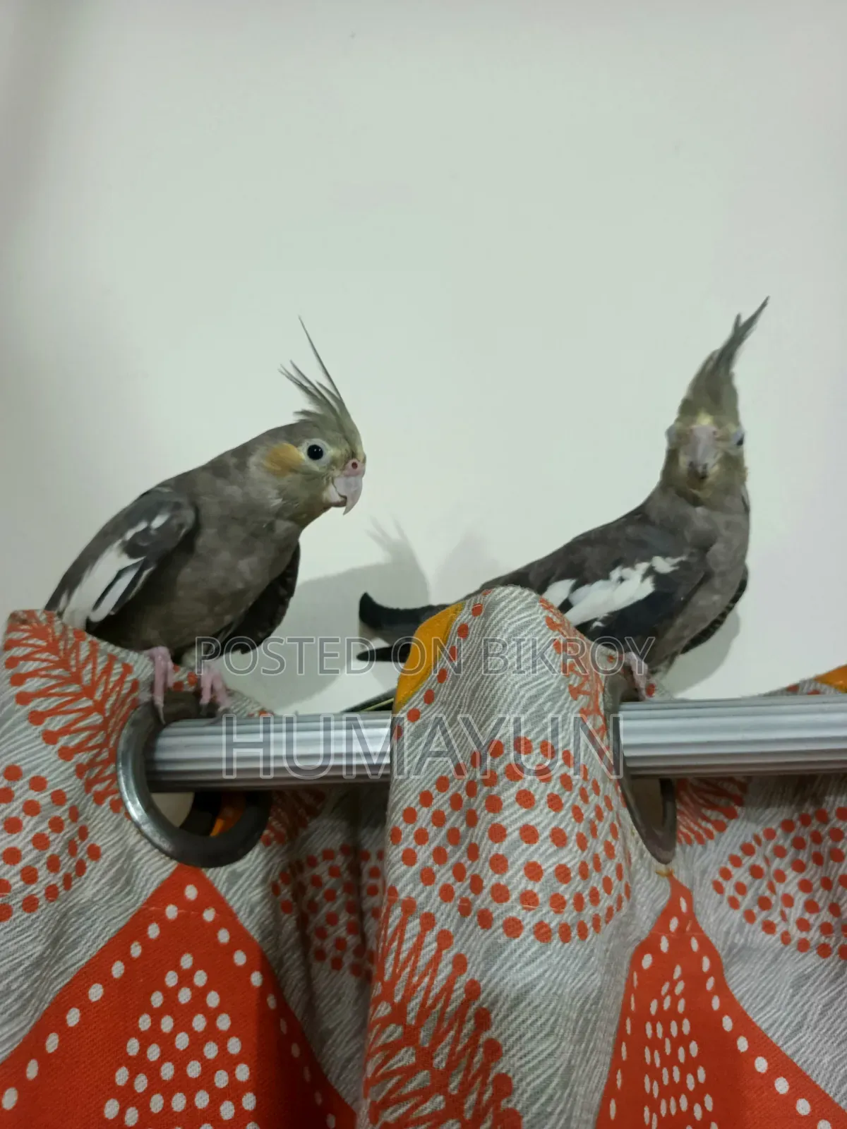 Cockatiel bird with eggs