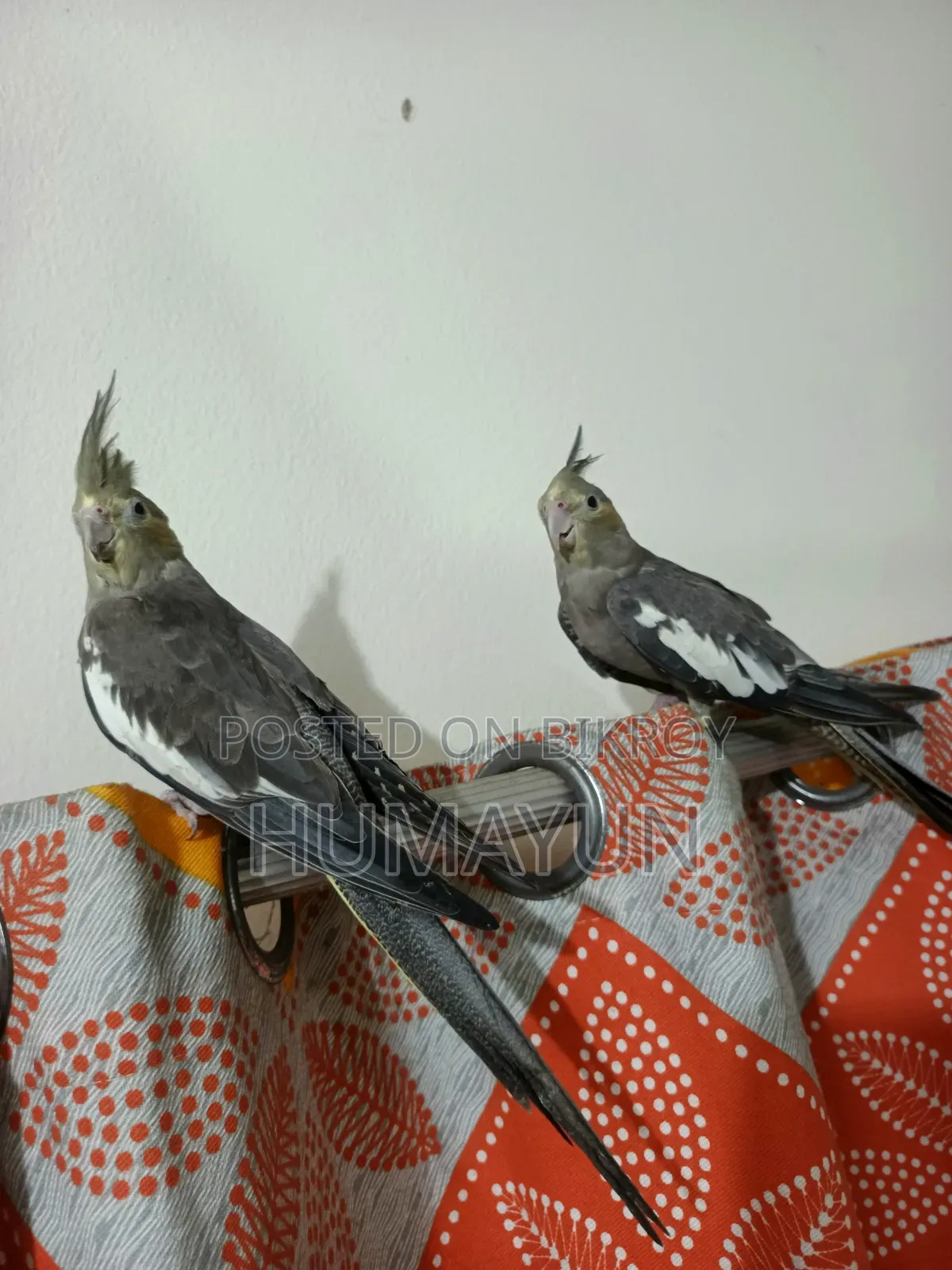 Cockatiel bird with eggs