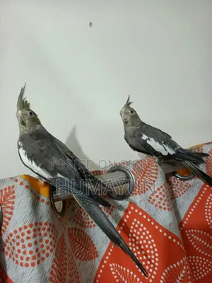 Cockatiel bird with eggs