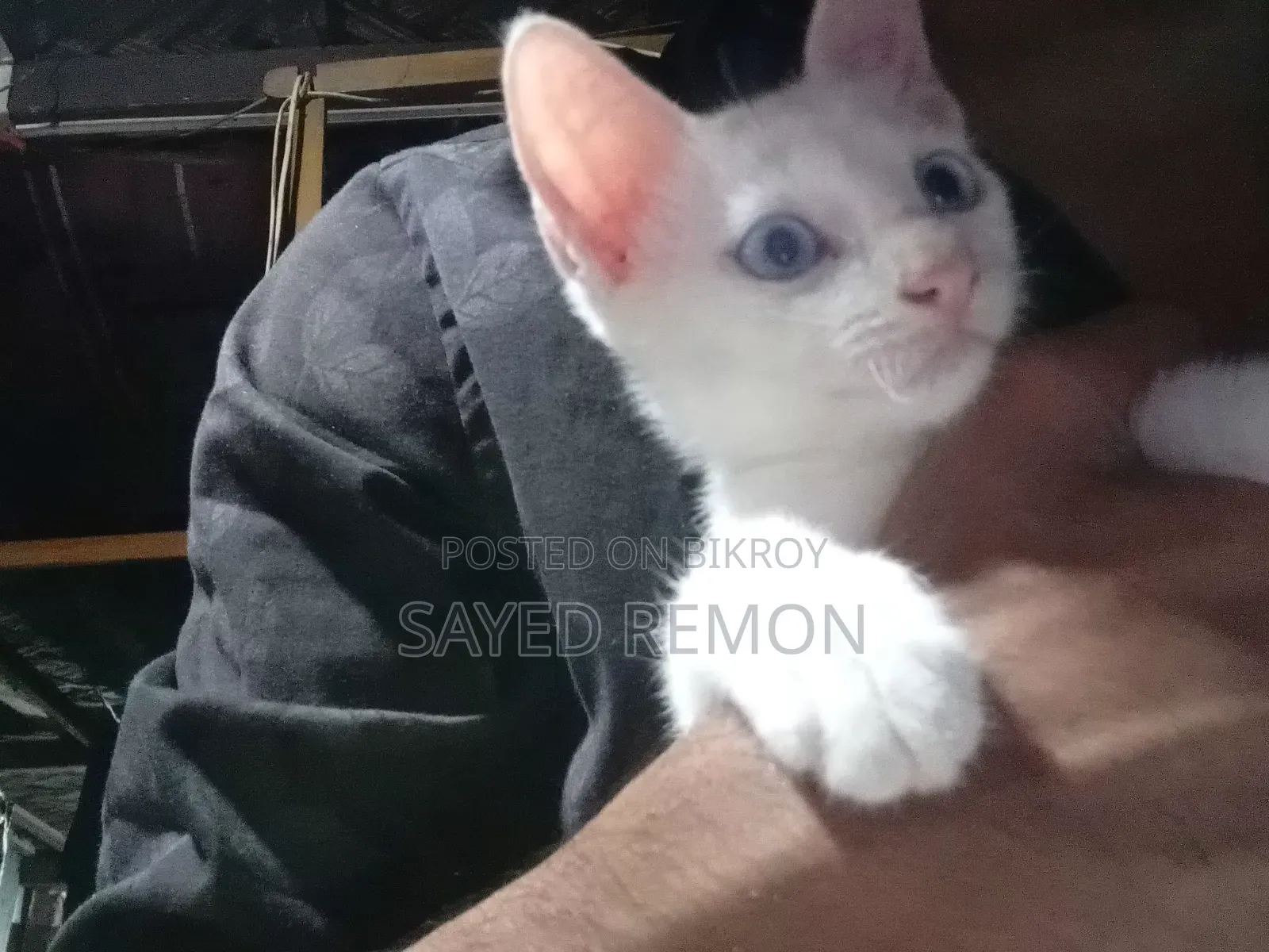1-3 months Male Mixed Breed Persian