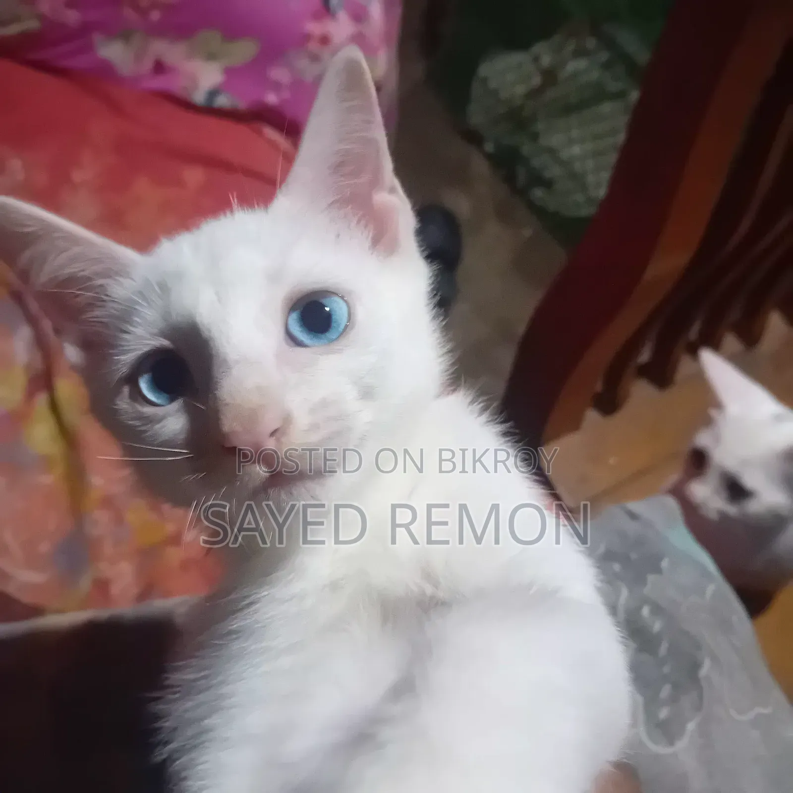 1-3 months Male Mixed Breed Persian