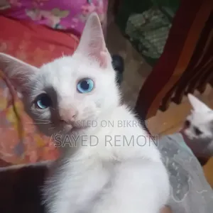 1-3 months Male Mixed Breed Persian