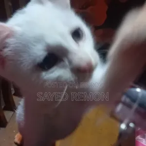 1-3 months Male Mixed Breed Persian