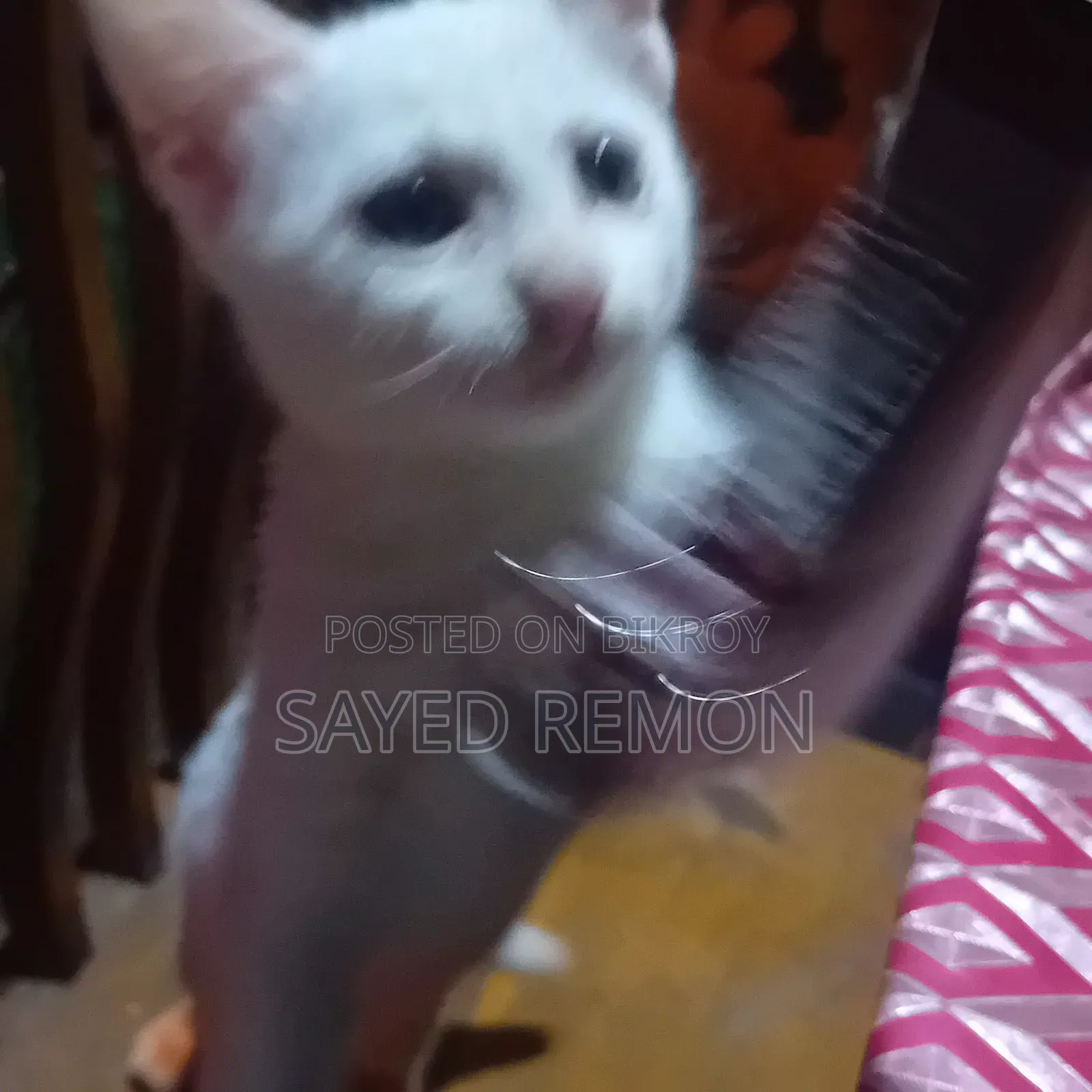 1-3 months Male Mixed Breed Persian