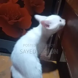 1-3 months Male Mixed Breed Persian