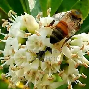 (1 kg) Sundarban Khalisha Flower Pure Honey