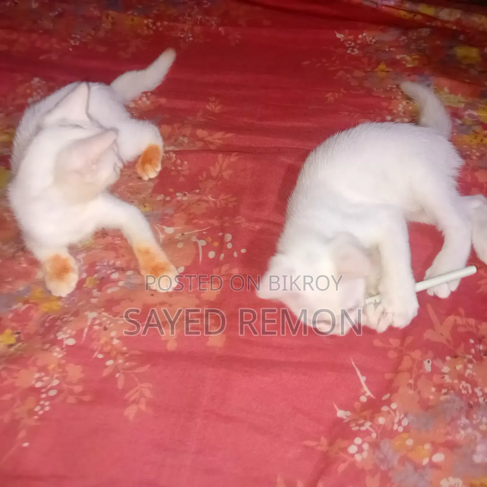 1-3 months Male Mixed Breed Persian
