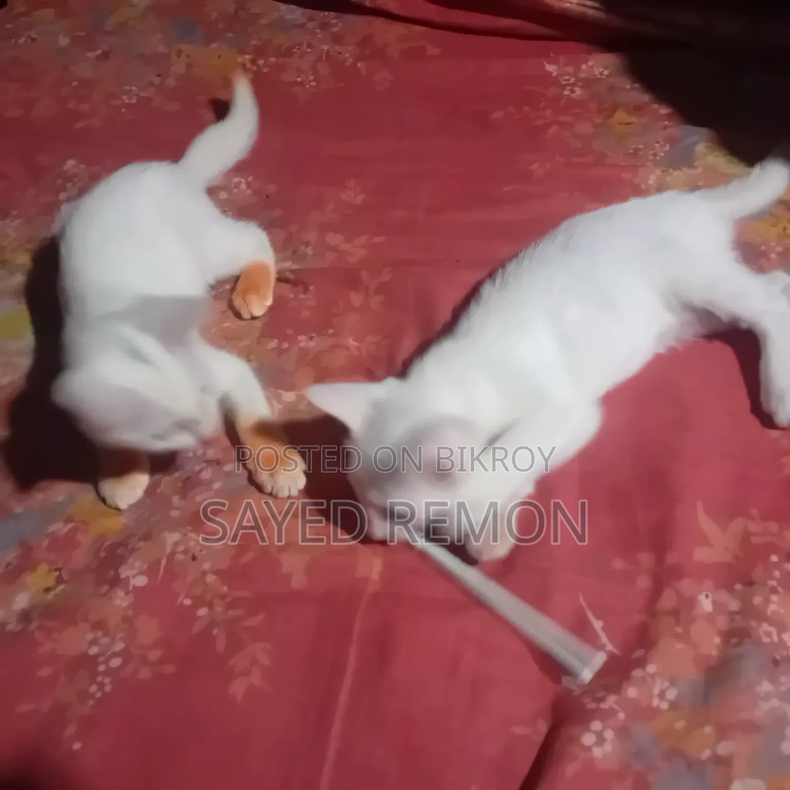 1-3 months Male Mixed Breed Persian