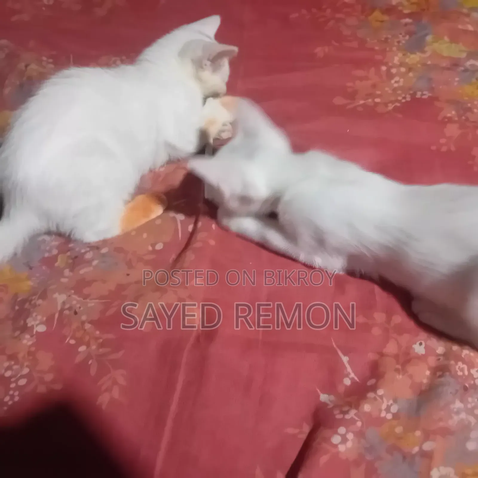 1-3 months Male Mixed Breed Persian