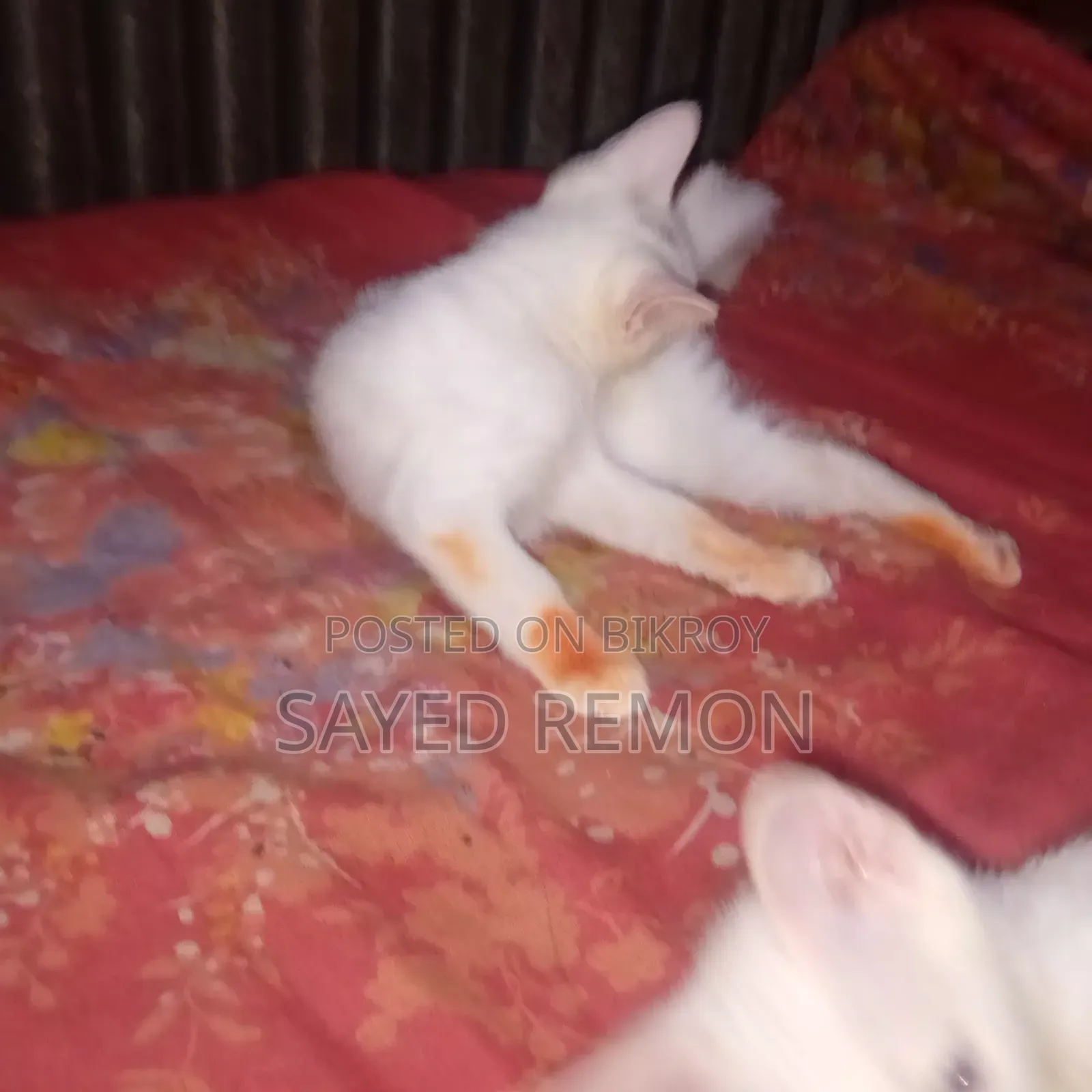 1-3 months Male Mixed Breed Persian