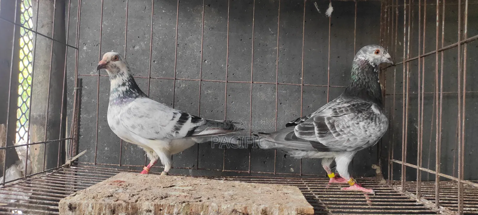 Sobji, Maksi, Red-Checker and Grizzle Racer running pair for sale.