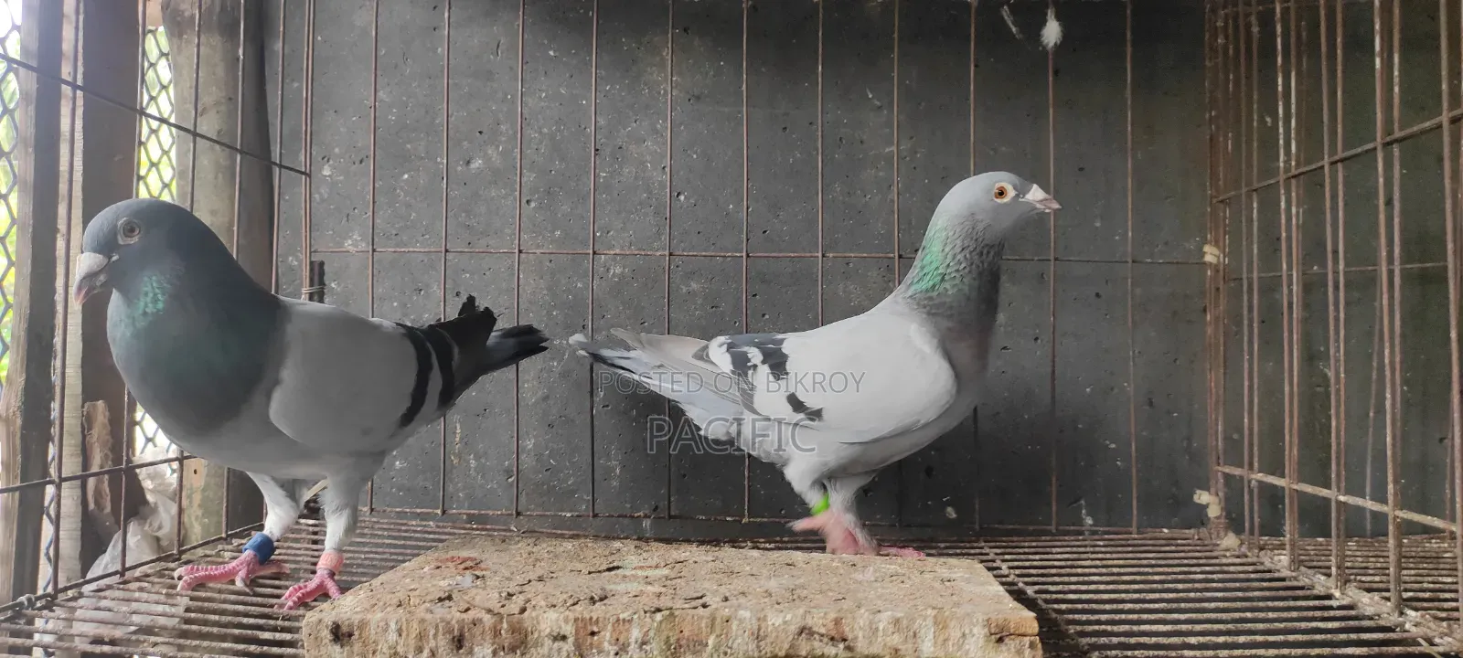 Sobji, Maksi, Red-Checker and Grizzle Racer running pair for sale.
