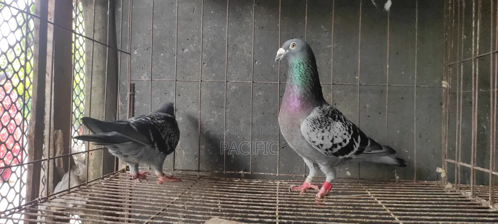Sobji, Maksi, Red-Checker and Grizzle Racer running pair for sale.