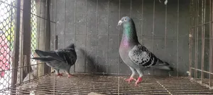 Sobji, Maksi, Red-Checker and Grizzle Racer running pair for sale.