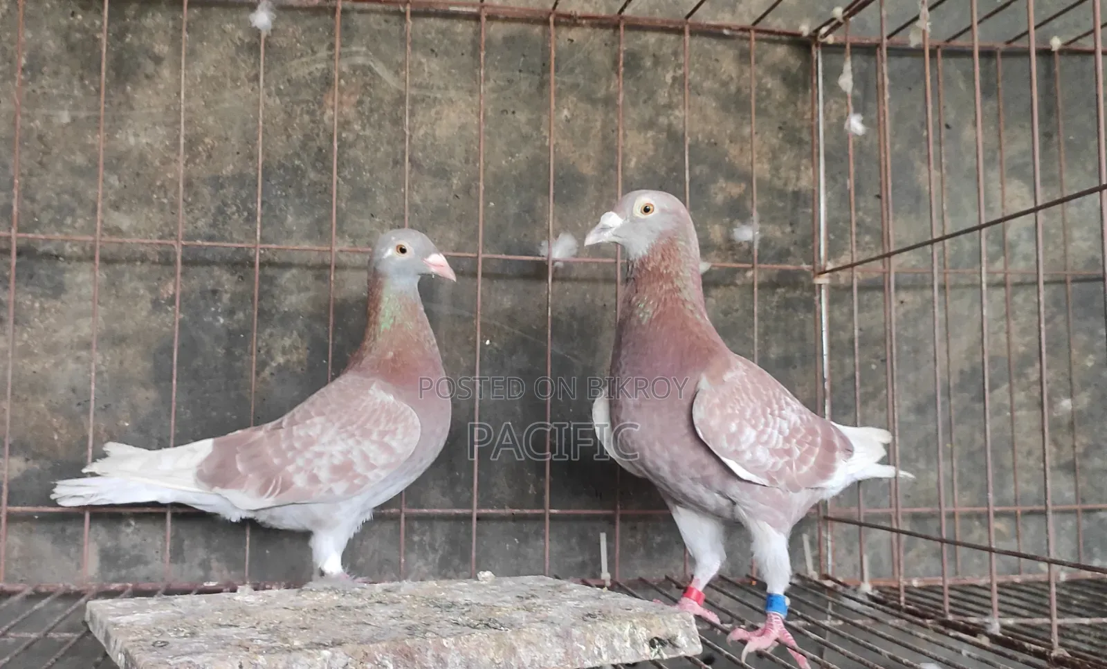 Sobji, Maksi, Red-Checker and Grizzle Racer running pair for sale.