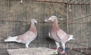 Sobji, Maksi, Red-Checker and Grizzle Racer running pair for sale.