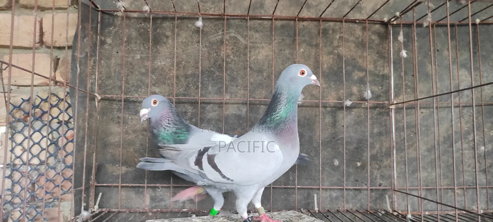 Sobji, Maksi, Red-Checker and Grizzle Racer running pair for sale.