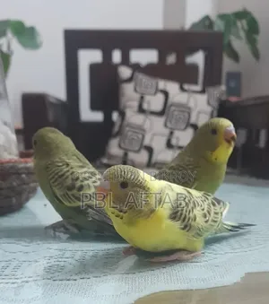 বাজিগার পাখি সেল হবে