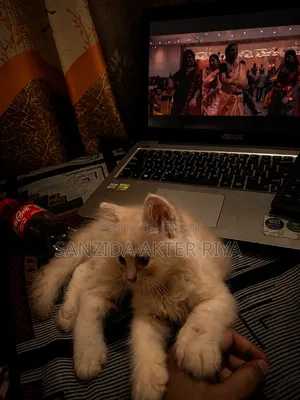 1-3 months Male Purebred Persian