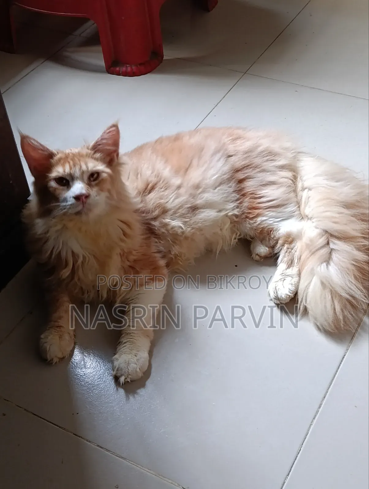 ৩-৬ মাসের পুরুষ খাঁটি মেইন কুন