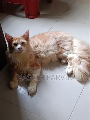 ৩-৬ মাসের পুরুষ খাঁটি মেইন কুন